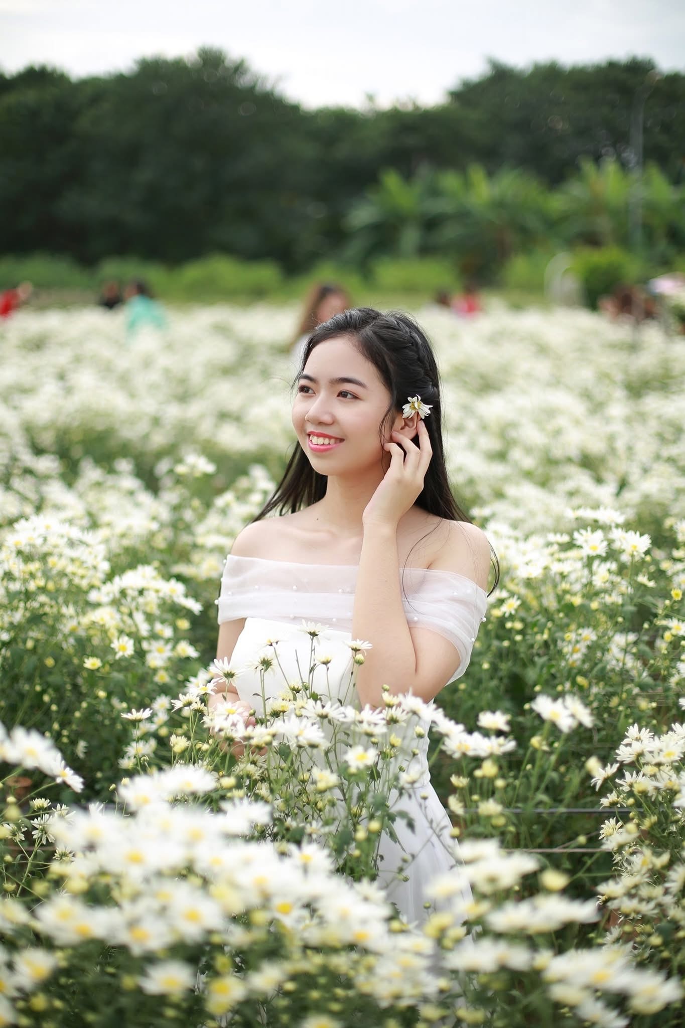 AMS - ams flowerfield 2